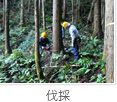 伐採